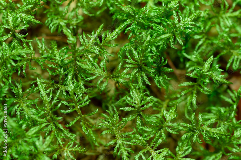 green moss closeup for background green moss closeup for background