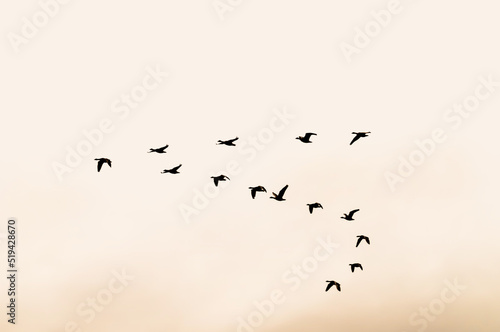 Silhouette of a group of migratory birds flying in the orange sky of a winter day in the Lagunas de Villafáfila Nature Reserve in Spain.