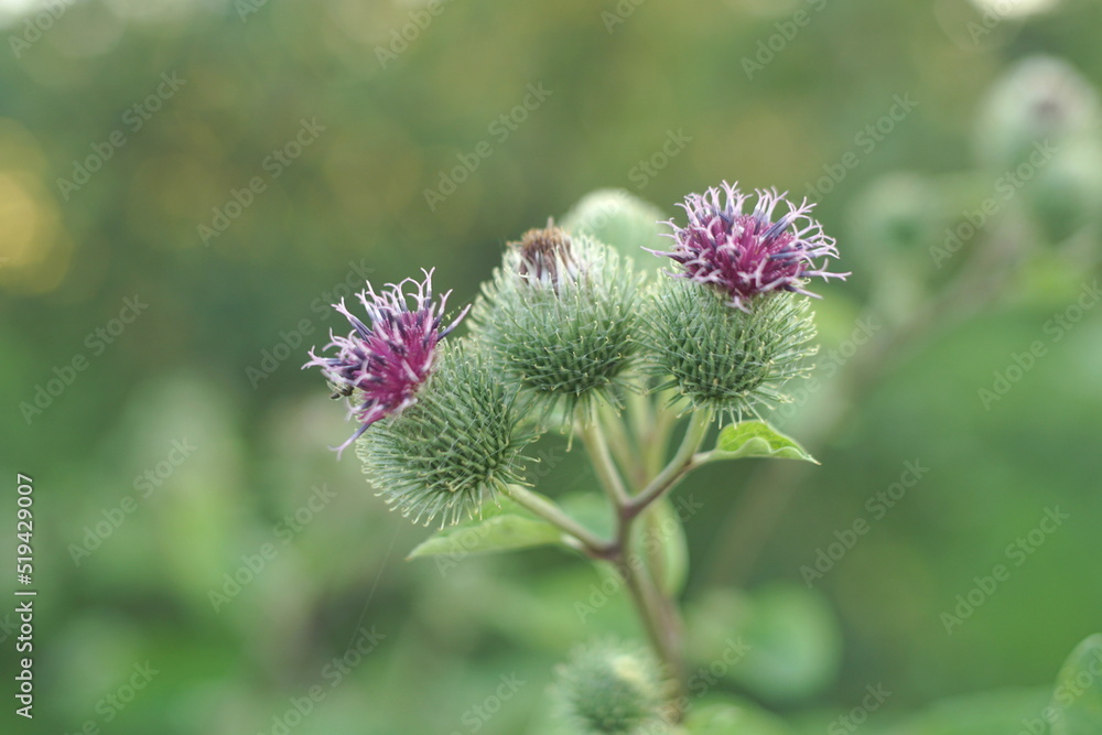 Pink Flowers Of Prickles Of A Burdock Pink Flowers Of Prickles Of A Burdock