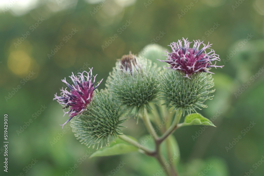 Pink Flowers Of Prickles Of A Burdock Pink Flowers Of Prickles Of A Burdock