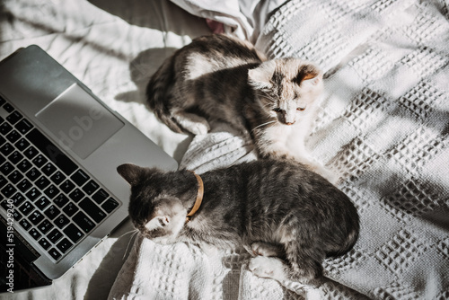 Two happy outbred homeless adopted grey kittens playing near laptop in bed at home in sun light. photo