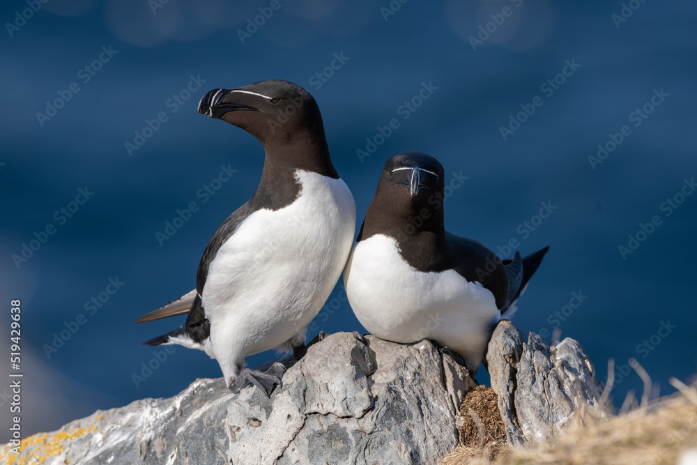 Razorbills perched on a rock at Hornøya island, Northern Norway Razorbills perched on a rock at Hornøya island, Northern Norway