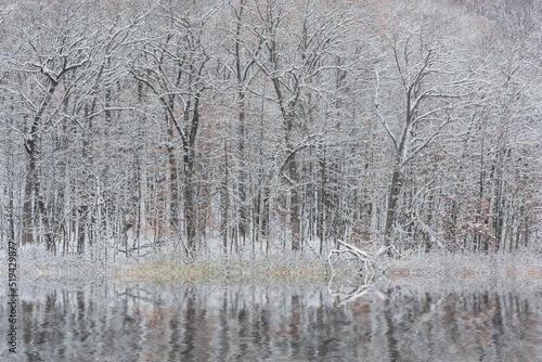 Winter landscape of the snow flocked shoreline of Warner Lake with mirrored reflections in calm water, Michigan, USA