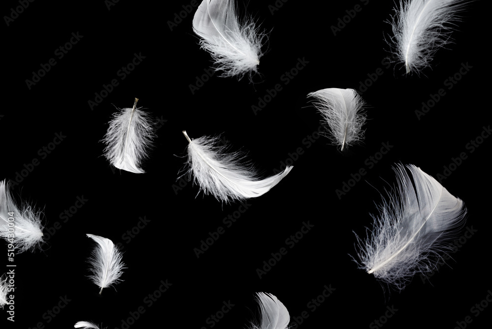 Obraz premium White feather isolated on a black background.