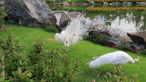 Gorgeous young peacock spreads its tail on green grass. White peacock dances a marriage dance, shows feather in the park, zoo,  farm photo