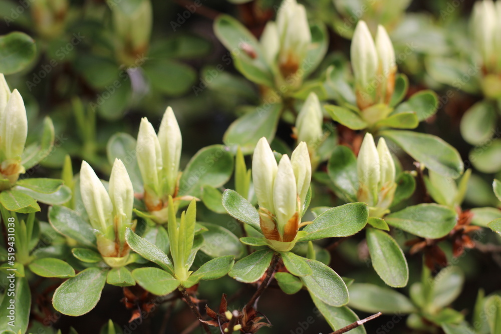 Obraz premium flowers in the garden