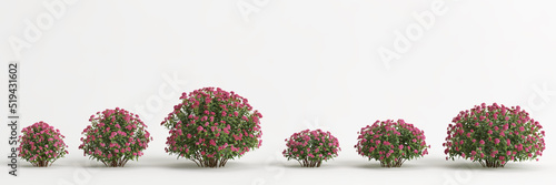 3d illustration of flower bush isolated on white background © TrngPhp