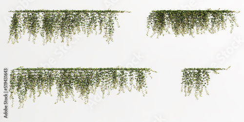 3d illustration of ivy plant isolated on white background