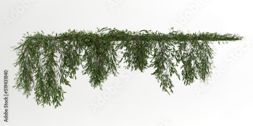 3d illustration of ivy plant isolated on white background
