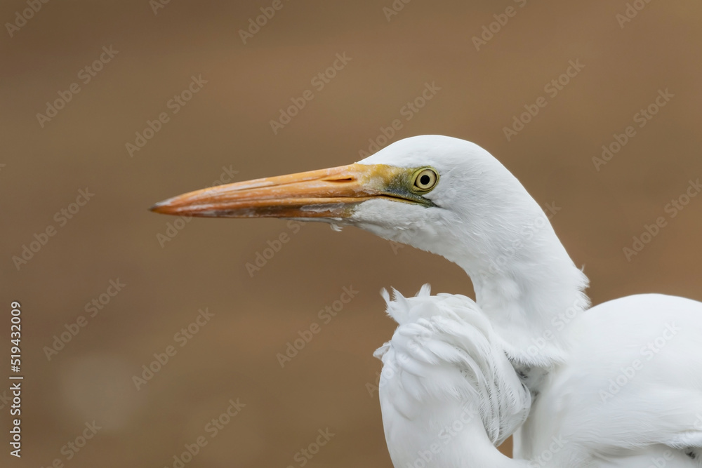 Primer plano de la cabeza, cuello y parte del cuerpo de una hermosa garza blanca (ardea alba). Primer plano de la cabeza, cuello y parte del cuerpo de una hermosa garza blanca (ardea alba).