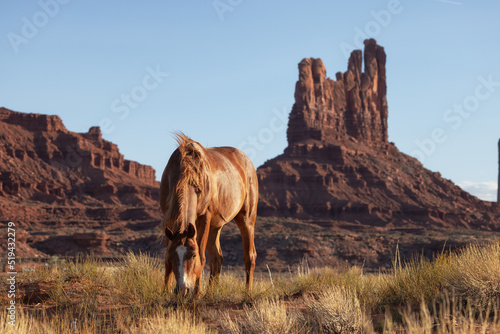 Wild Brown Horse in the desert with Red Rock Mountain Landscape in Background. Sunny Sunset Sky. Oljato-Monument Valley  Utah  United States.