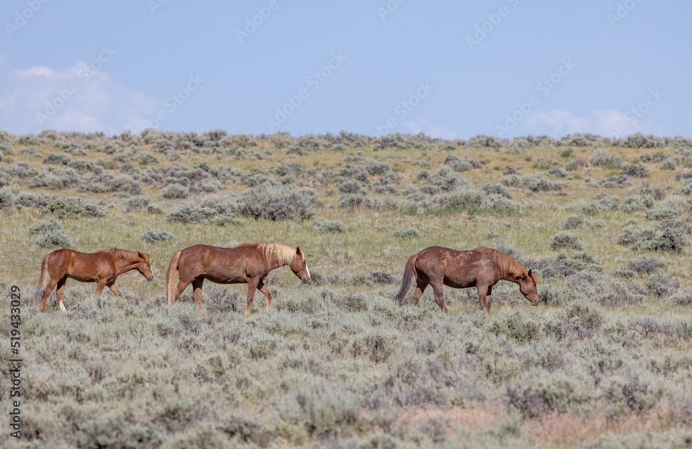 Wild Horses in Wyoming in Summer Wild Horses in Wyoming in Summer
