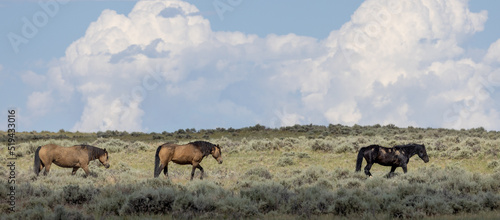 Wild Horses in Wyoming in Summer