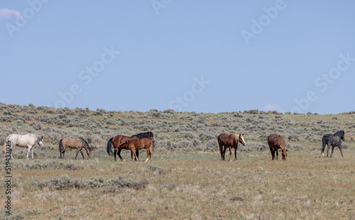Wild Horses in Wyoming in Summer