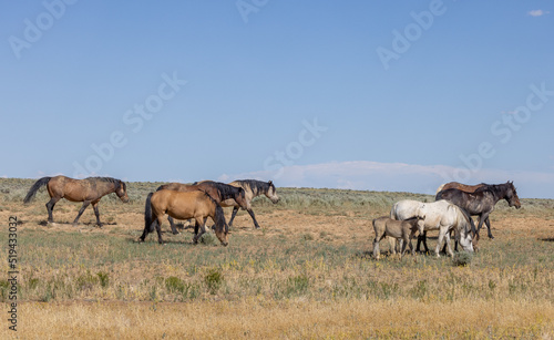 Wild Horses in Wyoming in Summer © natureguy