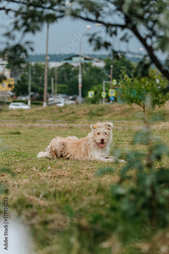 Fluffy homeless dog lies on the lawn.