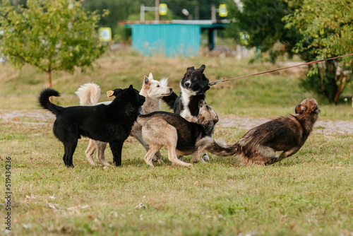 A pack of stray dogs next to a domestic dog on a leash.