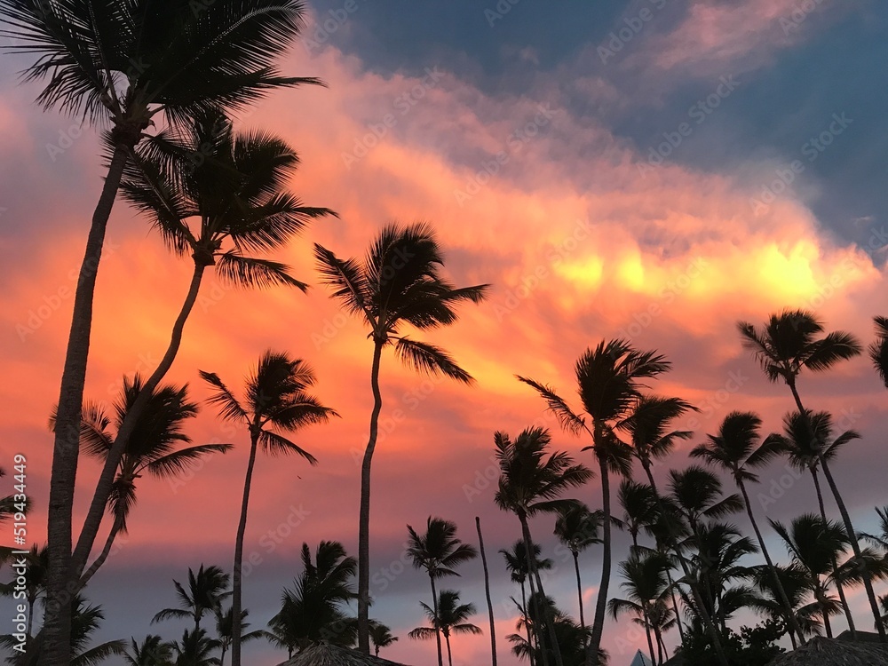 sunset and palm trees in Punta Cana