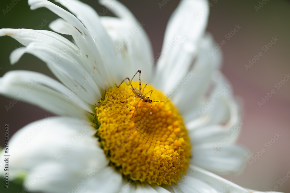 Obraz premium insect on daisy
