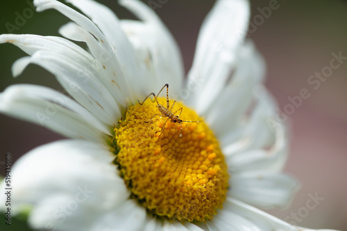 insect on daisy