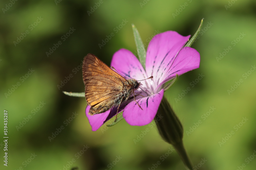 Hespérie de la houque (Thymelicus sylvestris) Hespérie de la houque (Thymelicus sylvestris)