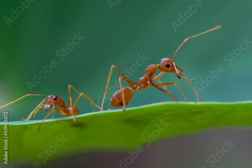 ants take their young to a new nest © DS light photography