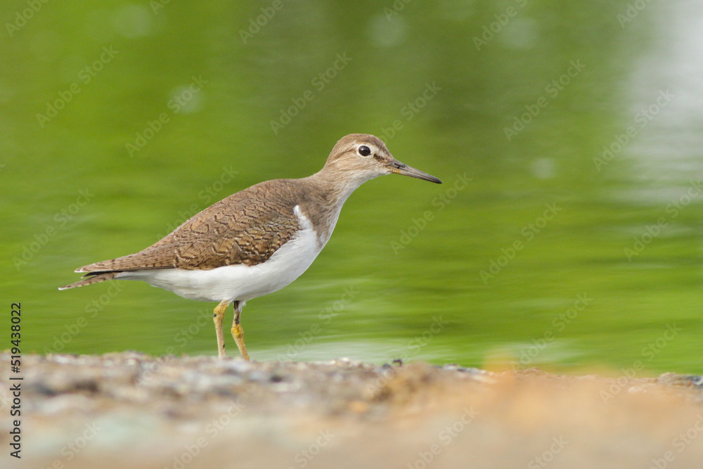 Common Sandpiper watching curiously into the camera lens. Common Sandpiper watching curiously into the camera lens.