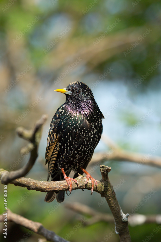 Common starling (Sturnus vulgaris) on a branch Common starling (Sturnus vulgaris) on a branch