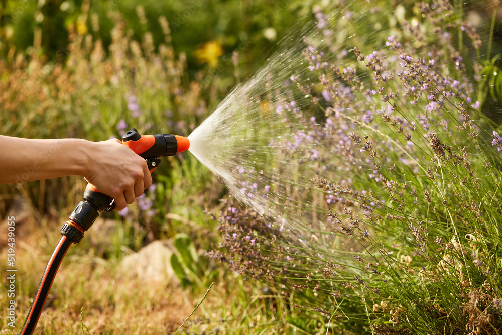 Naklejka premium woman watering plant in garden in summer