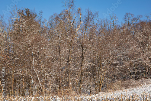 Brown bare snow covered branches with a field in the foreground and blue sky above