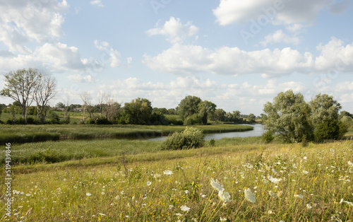 A landscape with wildflowers and a pond with reed