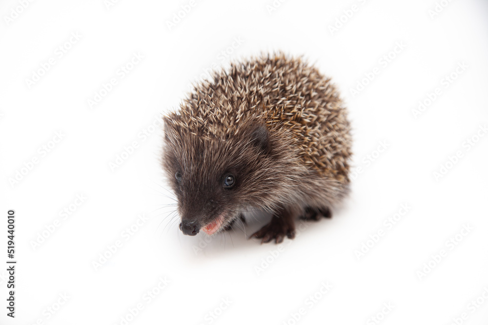 Obraz premium Adorable European hedgehog over happy on white studio background