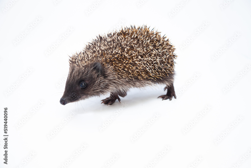 Adorable European hedgehog over happy on white studio background Adorable European hedgehog over happy on white studio background