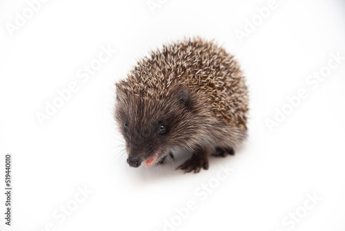 Adorable European hedgehog over happy on white studio background