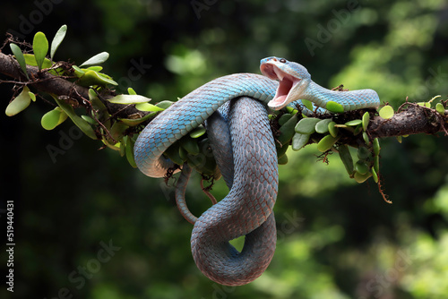 Close-up of a white-lipped island pit viper on a branch, Indonesia photo