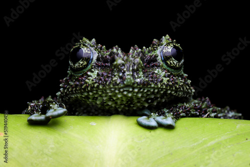 Close-Up of a Vietnamese mossy frog on a  leaf, Indonesia photo