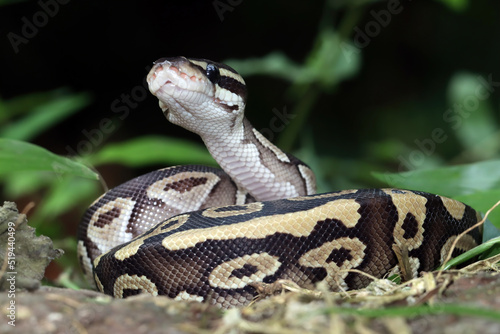 Close-up of a ball python curled up, Indonesia