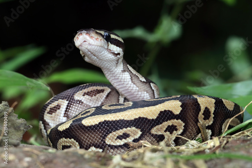 Close-up of a ball python curled up, Indonesia photo