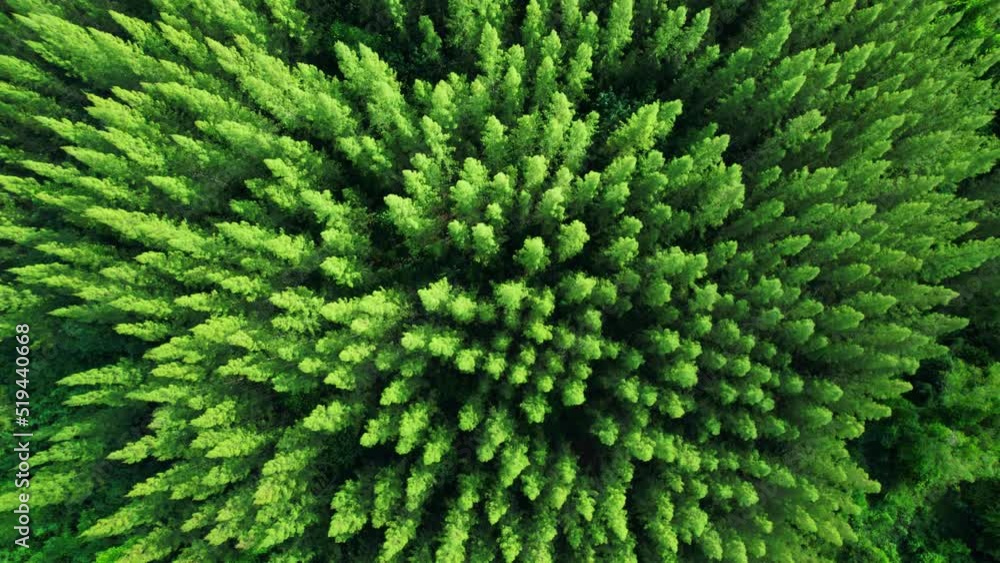 Aerial view from drone over pine forest. Green nature background. Dynamic aerial shot. 4K Aerial view from drone over pine forest. Green nature background. Dynamic aerial shot. 4K