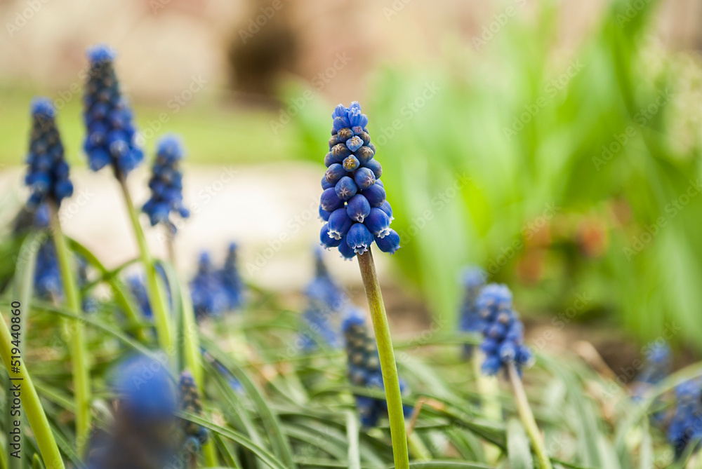 Close-up of blue flowers. Meadow with blue muscari in garden Close-up of blue flowers. Meadow with blue muscari in garden