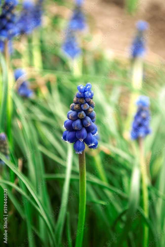 Meadow with blue muscari in garden close up. Blue flower close-up Meadow with blue muscari in garden close up. Blue flower close-up