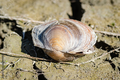 A river shell, Unio pictorum on a cracked muddy dry surface. Freshwater river mussel, Unio pictorum on the cracked muddy dry surface of the river bed. photo