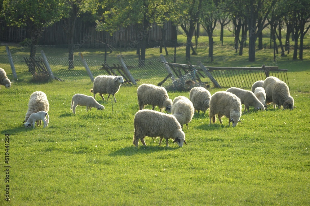 a flock of sheep in a meadow in a village a flock of sheep in a meadow in a village