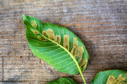 struck foliage walnut mites photo