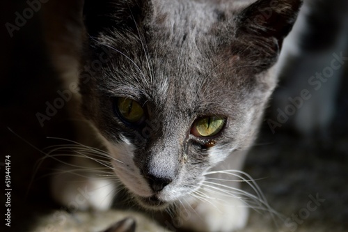Fototapeta Naklejka Na Ścianę i Meble -  gray cat with green eyes