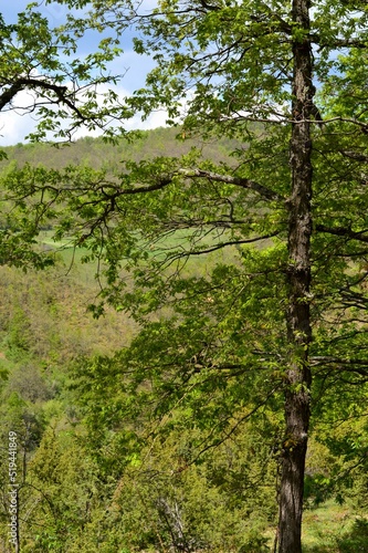 green trees in the forest in spring