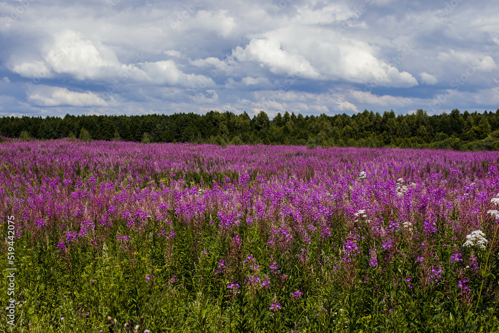 field of flowers