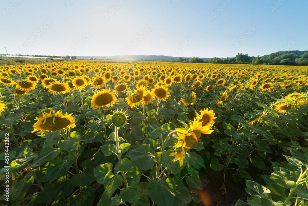 Fototapeta premium sunflower seeds in sack. Sunflower seeds in burlap bag on wooden table with field of sunflower on the background. Sunflower field with blue sky. Photo with copy space area for a text