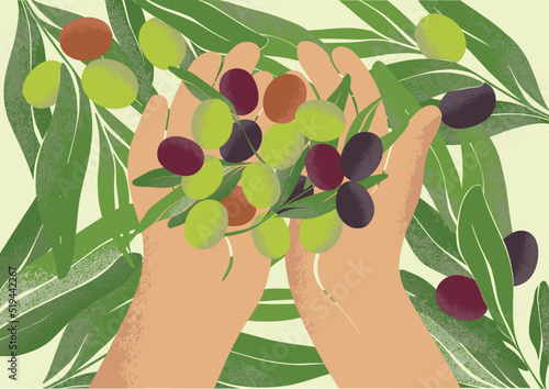 Hands holding a handful of ripe olives. Harvesting at a local farm. Botanical drawing in modern style. Fresh greens for ecological design.