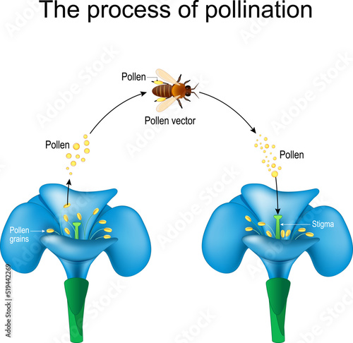 pollination. Honey bee is an animal of pollinator, flower, and pollen.